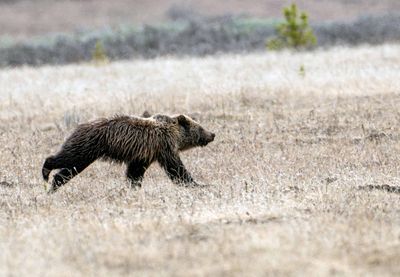 Obsidian Cub Running Near Canyon Junction.jpg