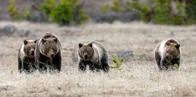 Obsidian Family on the Move.jpg
