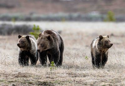Obsidian Grizzly and Two of Her Cubs.jpg