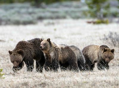 Obsidian Grizzly Sow with Her Three Cubs.jpg