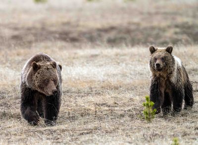 Obsidian Walking with One of Her cubs.jpg