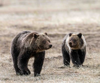 Obsidian with a Cub in the Dead Grass.jpg