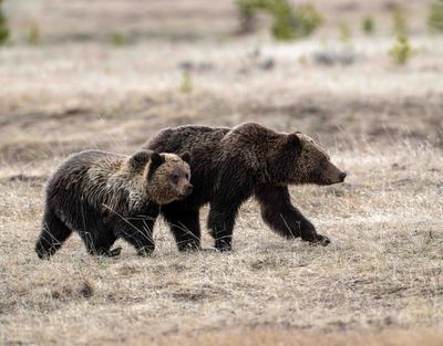 Obsidian with a cub near Canyon Junction.jpg