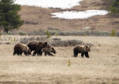 Obsidian with her Three Cubs.jpg