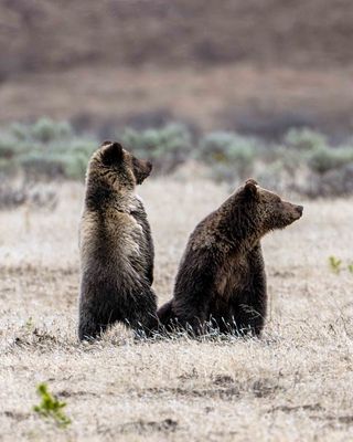 Obsidian with Standing Cub.jpg