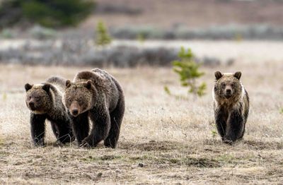 Obsidian with Two Cubs Near Canyon Junction.jpg