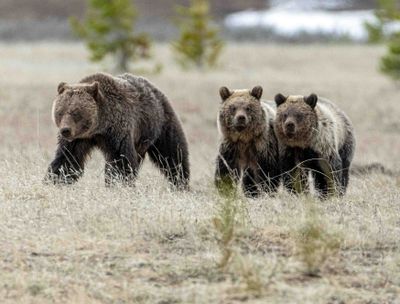 Obsidian with Two of Her Cubs.jpg