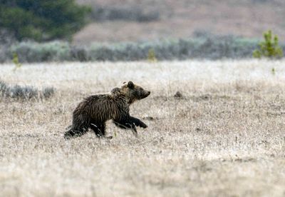 Obsidian's Cub Running.jpg