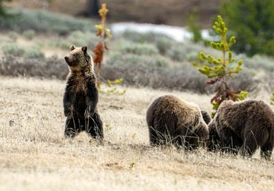 Obsidian's Cub Standing.jpg