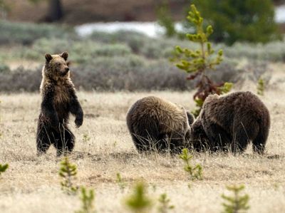 One of Obsidian's Cub Standing.jpg