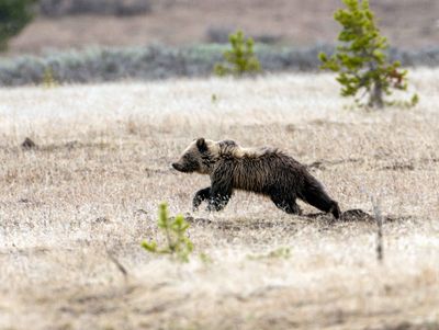 One of Obsidian's Cubs Running.jpg