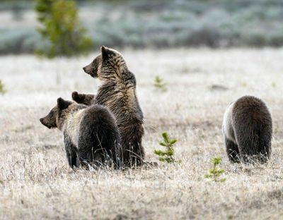 One of Obsidian's Cubs Standing Beside their Sibling.jpg