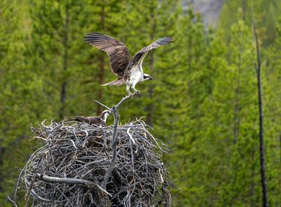 Osprey
