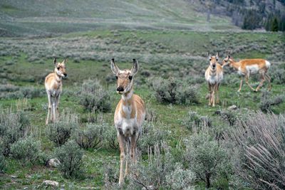 Pronghorn Near Slough Creek.jpg