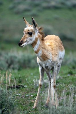 Pronghorn.jpg