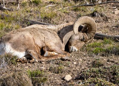 Ram Sniffing the Ground.jpg