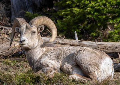 Ram Stare.jpg