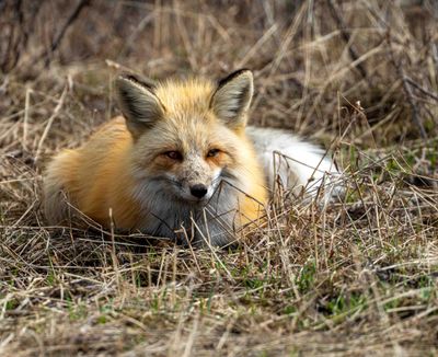 Recumbant Fox.jpg