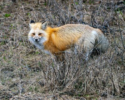 Red Fox in the Brush.jpg