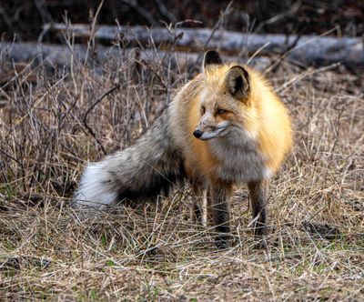 Red Fox on the north end of the park.jpg