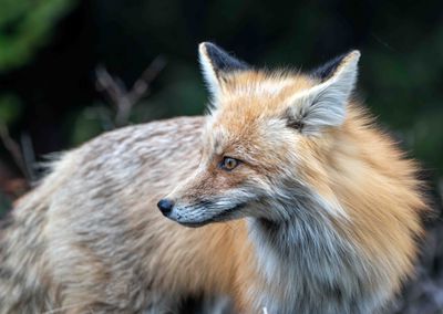 Foxes