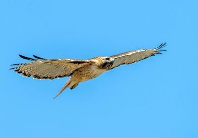 Other Raptors