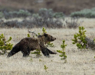 Running Cub near Canyon Junction.jpg