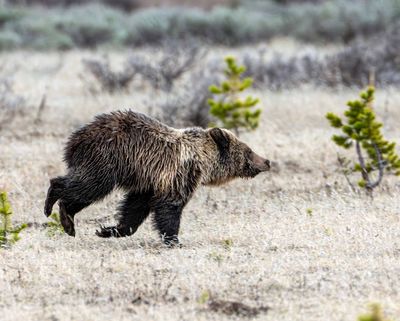 Running Cub.jpg
