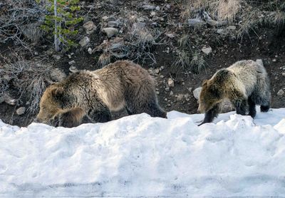 Snow and Cub on a Patch of Snow.jpg