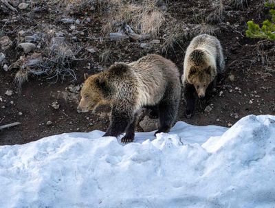 Snow and Cub on the Snow.jpg