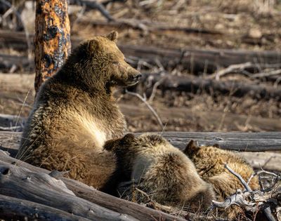 Snow and Cubs After the Feeding.jpg