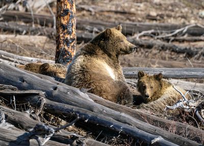 Snow and Cubs Being Lazy.jpg