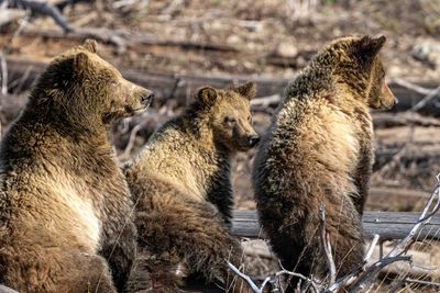 Snow and Cubs Getting Up from Lunch.jpg