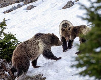 Snow and Cubs Head to Head.jpg
