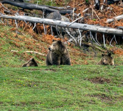 Snow and Cubs in the Grass.jpg