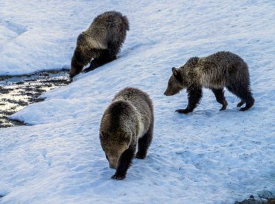 Snow and Cubs in the Snow While One Takes a Drink.jpg