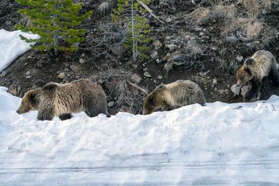 Snow and Cubs in the Snow.jpg