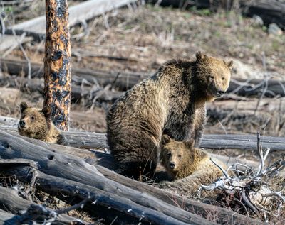 Snow and Cubs Waking Up.jpg