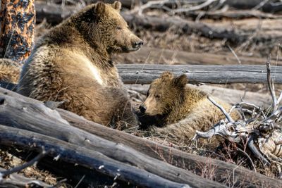 Snow and Her Cub.jpg