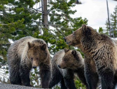 Snow and her cubs by the road.jpg