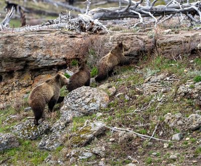 Snow and Her Cubs Climbing the Rocks.jpg