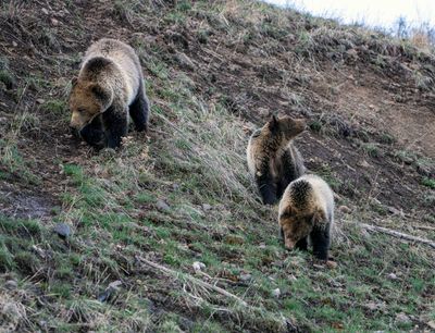 Snow and her Cubs near Lake Butte Overlook.jpg