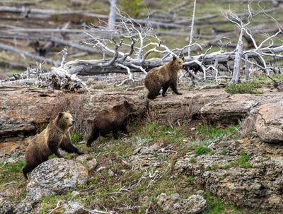 Snow and her two cubs climbing up the rocks.jpg