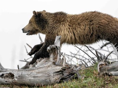 Snow Leaping Over a Log.jpg