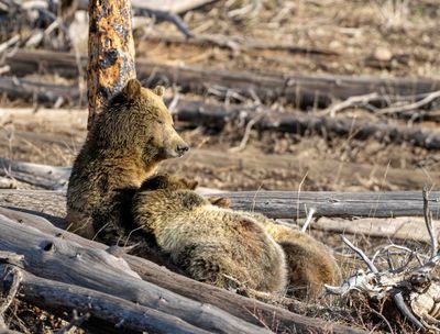 Snow Nursing Her Twins near Lake Butte Overlook.jpg