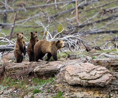 Snow on the rock with standing cubs.jpg