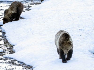 Snow Waiting for cub to take a drink.jpg