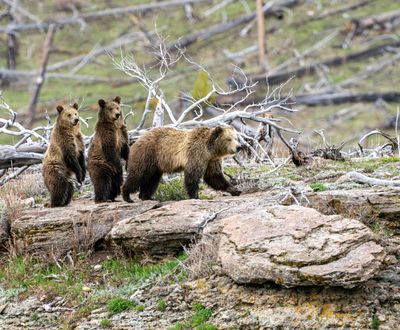 Snow with Cubs standing on the rock.jpg