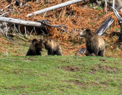 Snow with Playing Cubs.jpg