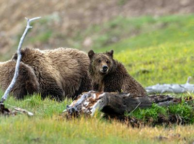 Snow's Cub Looking Out.jpg